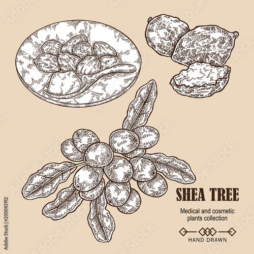 Shea tree branch, nuts and shea butter in sketch style. Hand drawn vector illustration. Medical plants set.