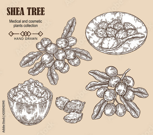 Shea tree branch, nuts and shea butter in sketch style. Hand drawn vector illustration. Medical plants set.