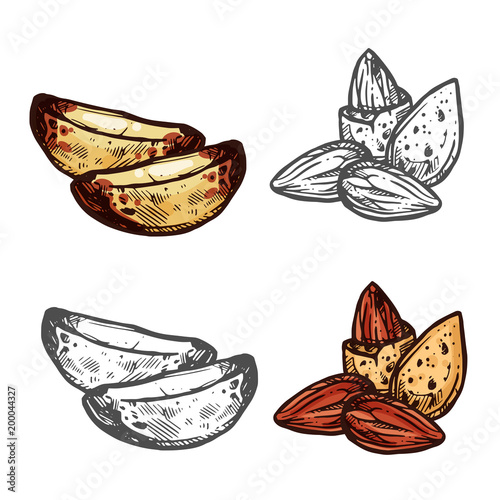 Almond and Brazil nut sketch for superfood design