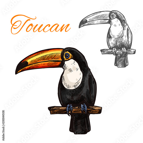 Toucan isolated sketch of tropical exotic bird