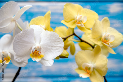 White and yellow orchids on blue background