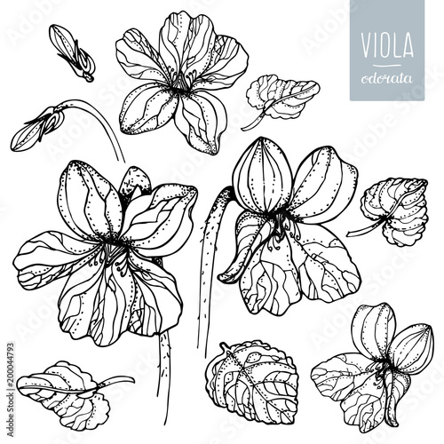 Flower viola odorata. Floral set. Flowers violets and leaves isolated on a white background. Hand drawn vector illustration  in sketch style