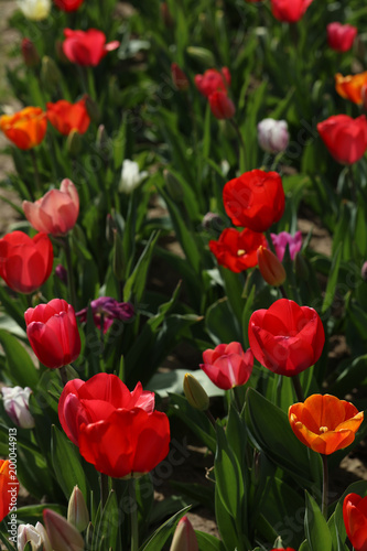 Tulpen Tulpenbeet in der Bl  te