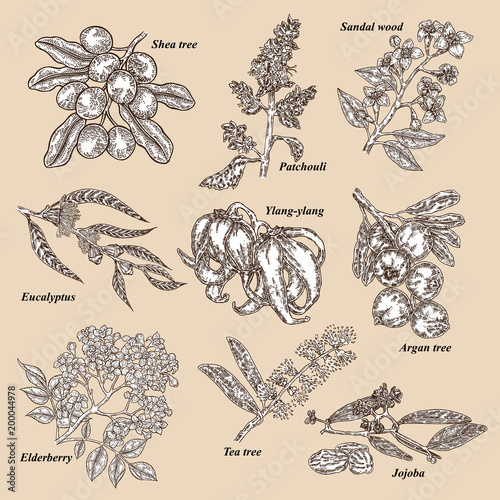 Medical and cosmetics plants. Hand drawn Jojoba, Argan, Tea tree, Sandal wood, Eucalyptus, Patchouli, Ylang-ylang, Shea, Elderberry branch. Vector illustration.