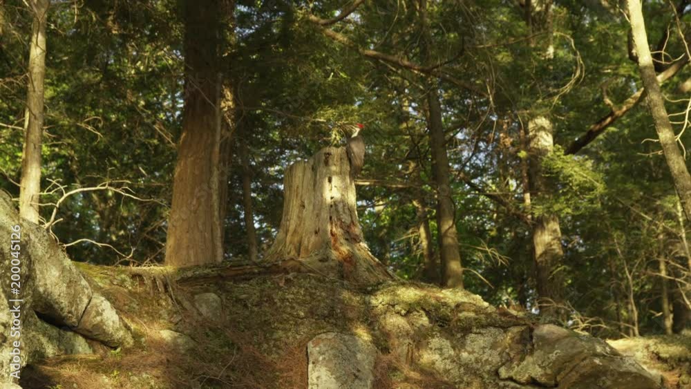 Pilated Woodpecker on tree stump in forest takes flight Pilated Woodpecker on tree stump in forest takes flight