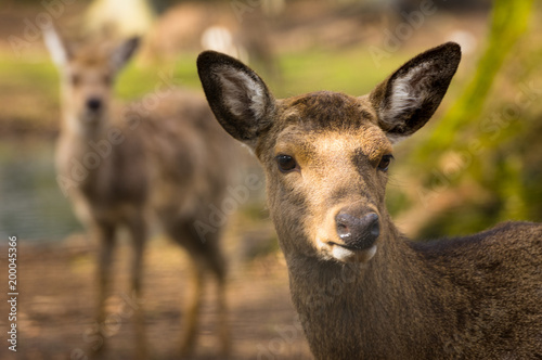 Hirschkuh Dybowskihirsch in der Natur photo