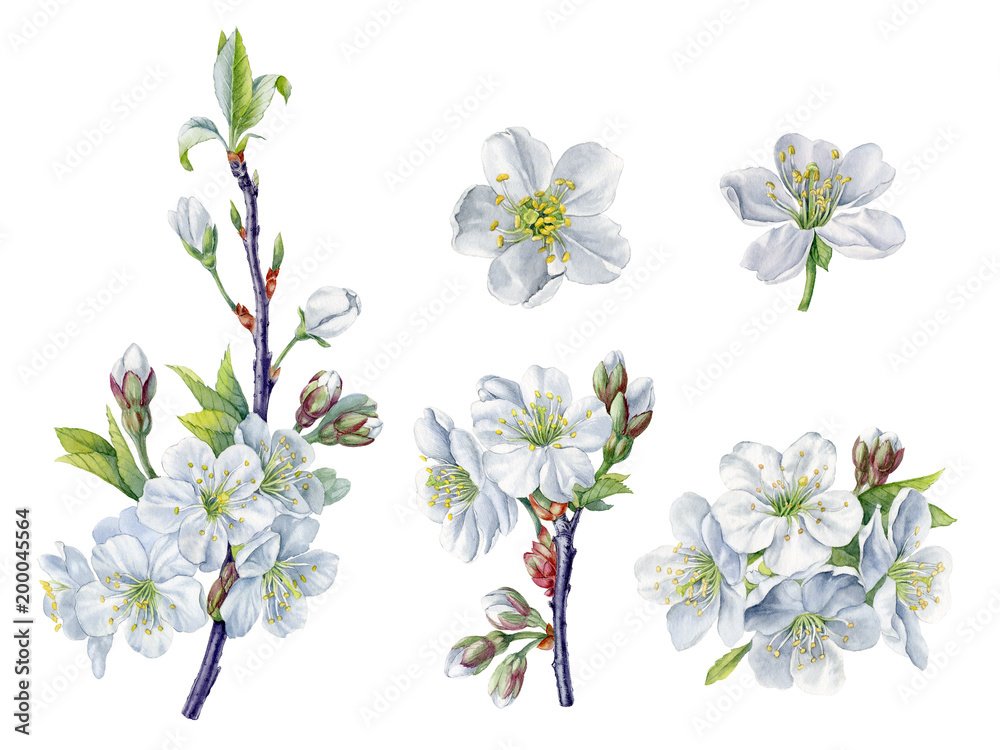 Set with cherry blossoms. Watercolor hand painted botanical illustration with white cherry flowers, primroses botanical illustration. Can be used as print, postcard, poster, packaging , stickers.