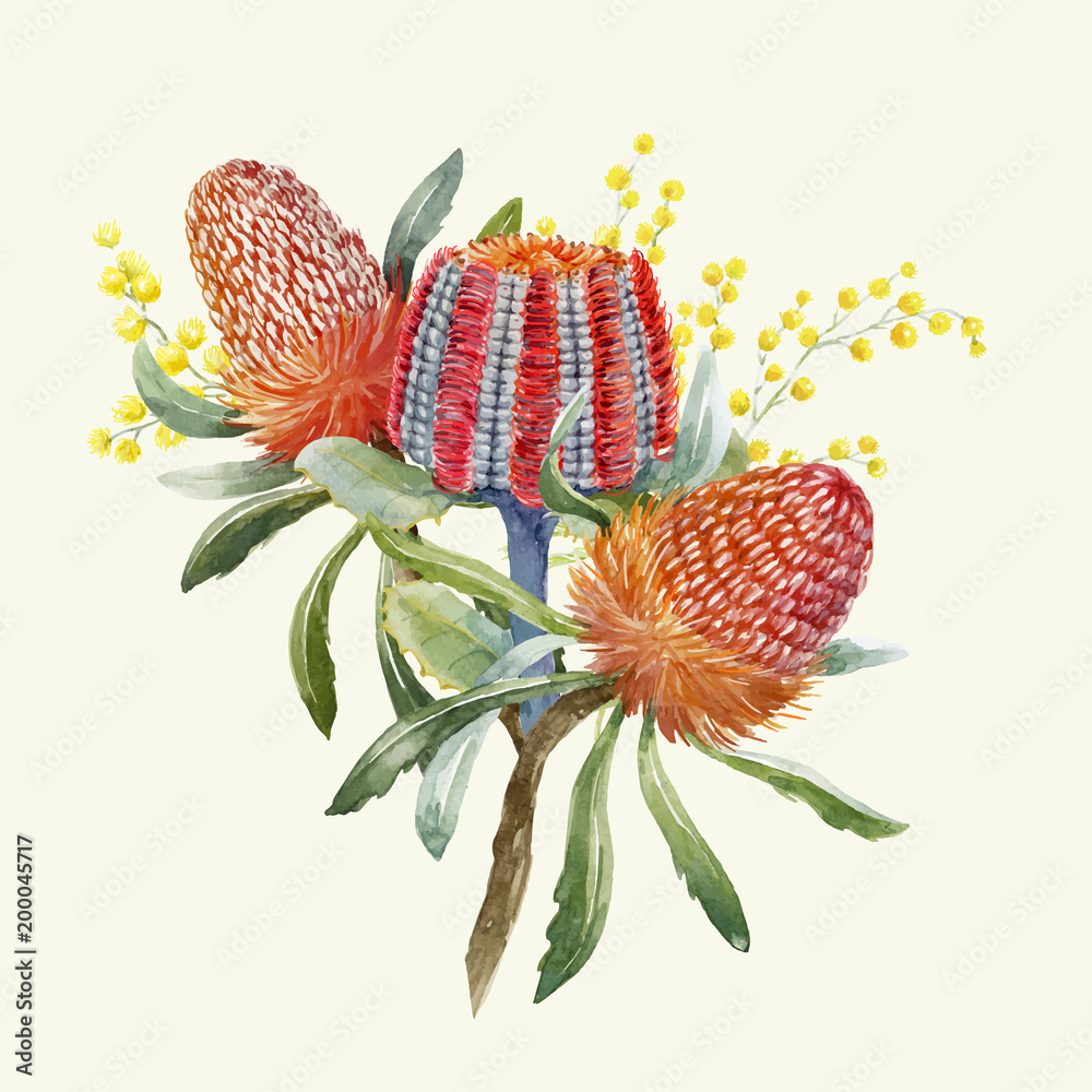 Watercolor australian banksia vector composition - obrazy, fototapety, plakaty 