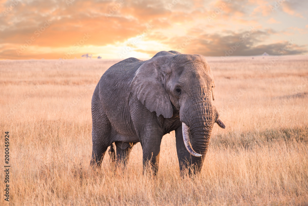 Obraz premium An Elephant in serengeti national park, tanzania