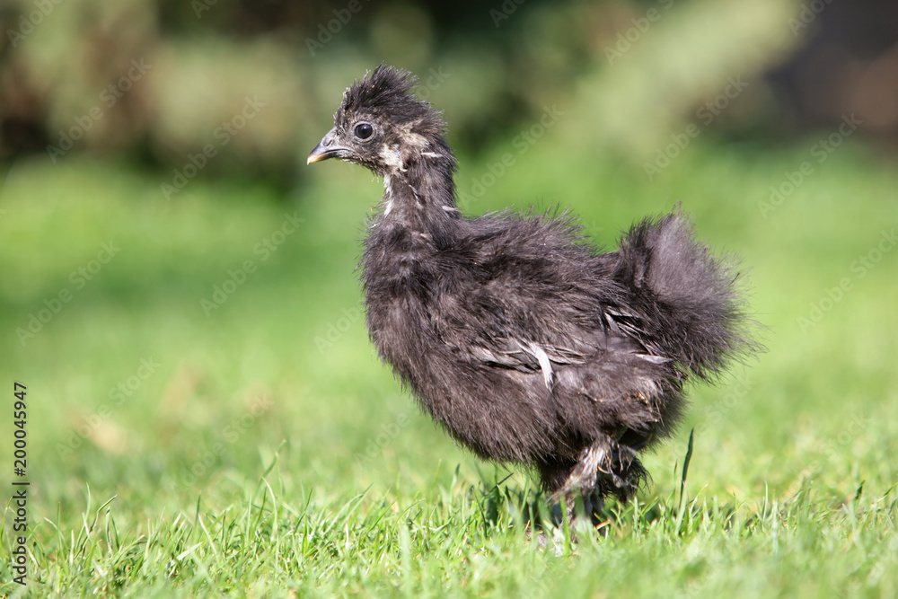 Black Silky Chicken in Bio farm Black Silky Chicken in Bio farm