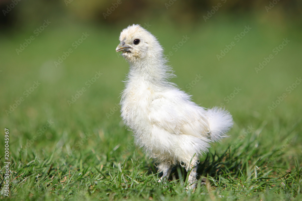 White silk chicken walking in a green garden in summer White silk chicken walking in a green garden in summer