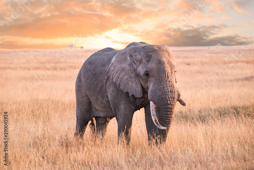 An Elephant in serengeti national park  tanzania