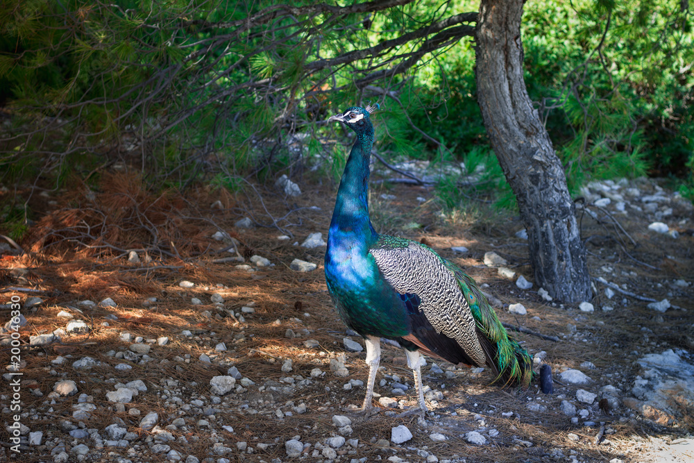 Fototapeta premium Colorful blue green peacock walks under trees on sunny day
