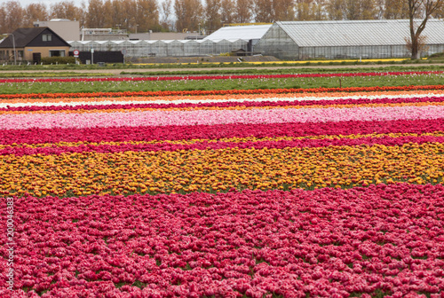 Tulip fields of the Bollenstreek, South Holland, Netherlands photo