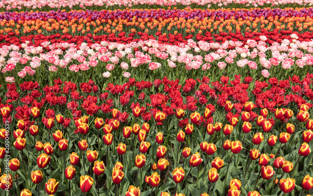 Tulip fields of the Bollenstreek, South Holland, Netherlands Tulip fields of the Bollenstreek, South Holland, Netherlands