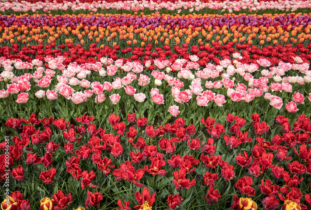 Tulip fields of the Bollenstreek, South Holland, Netherlands Tulip fields of the Bollenstreek, South Holland, Netherlands