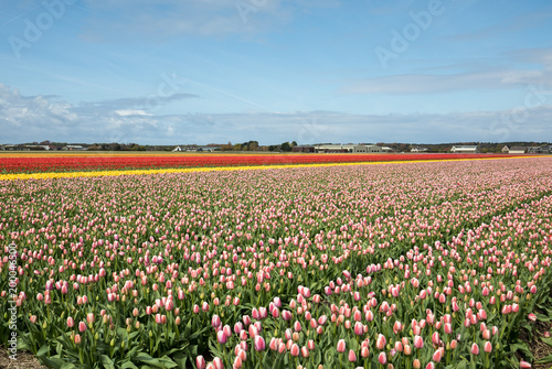 Tulip fields of the Bollenstreek, South Holland, Netherlands
