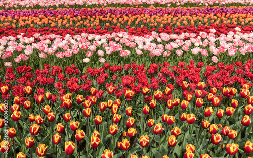 Wallpaper Mural Tulip fields of the Bollenstreek, South Holland, Netherlands Torontodigital.ca