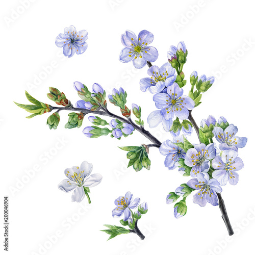 Cherry blossom branch and flowers. Watercolor hand drawn cherry flowers. Can be used as print  postcard  wrapping paper  fabric  wallpaper  poster  invitation  greeting card  package design  textile.