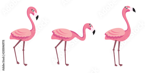 Flamingo - trendy vector illustration template in flat style with flamingos