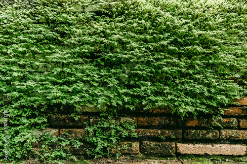 Green fern on brick wall