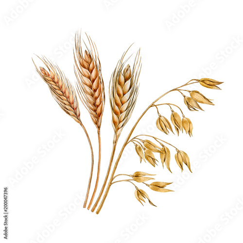 Watercolor hand painted oat and wheat branches. Can be used as print, packaging design, template, textile, element design, sticker, and so on.
