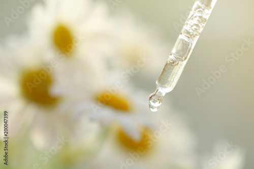 camomile oil. Pipette with essential oil of camomiles and flowers on a light blurred background.Beauty and health concept. Organic pure oil