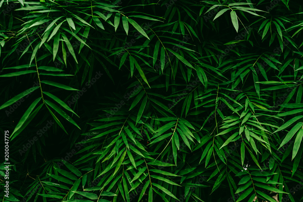 Bamboo leaf texture background