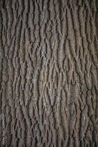 hard structured tree skin 