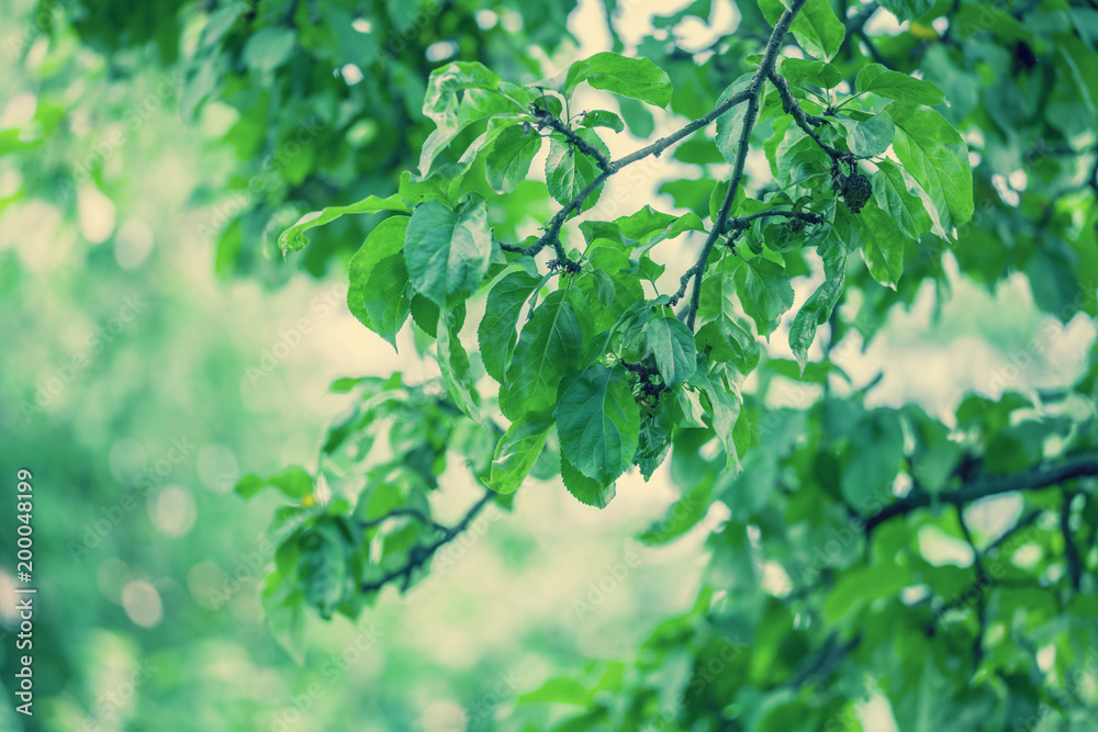 Branch with green leaves in orchard. Beautiful spring nature. Natural background Branch with green leaves in orchard. Beautiful spring nature. Natural background