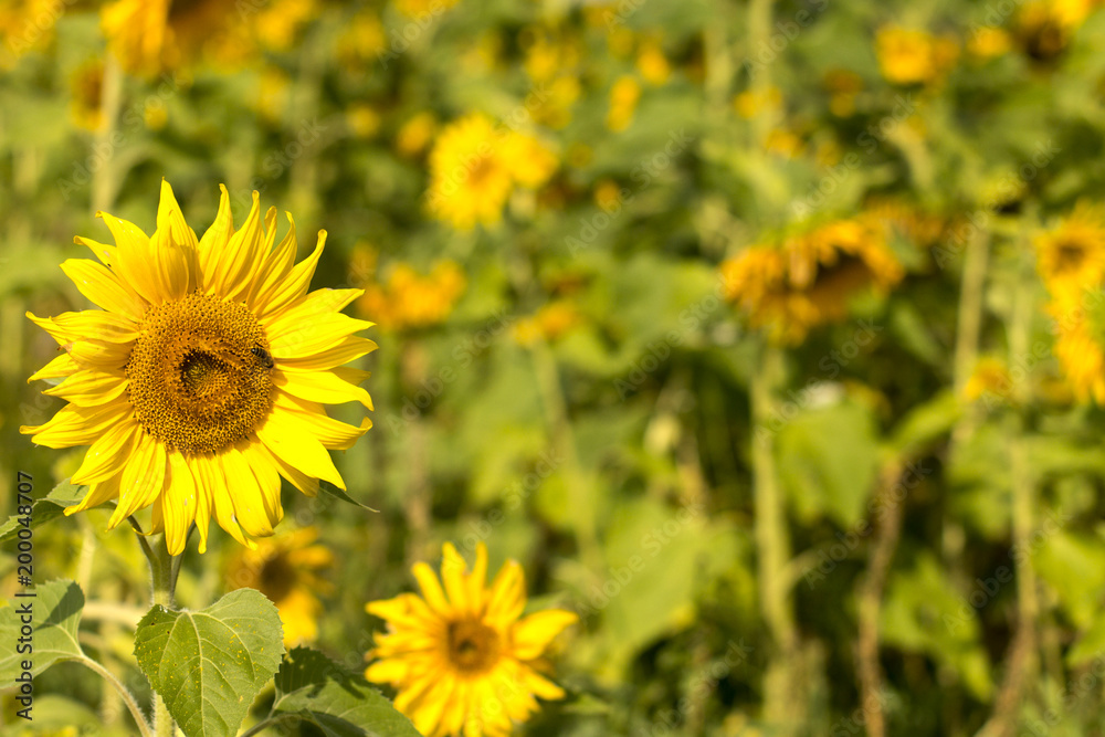 Blooming Sunflowers Blooming Sunflowers