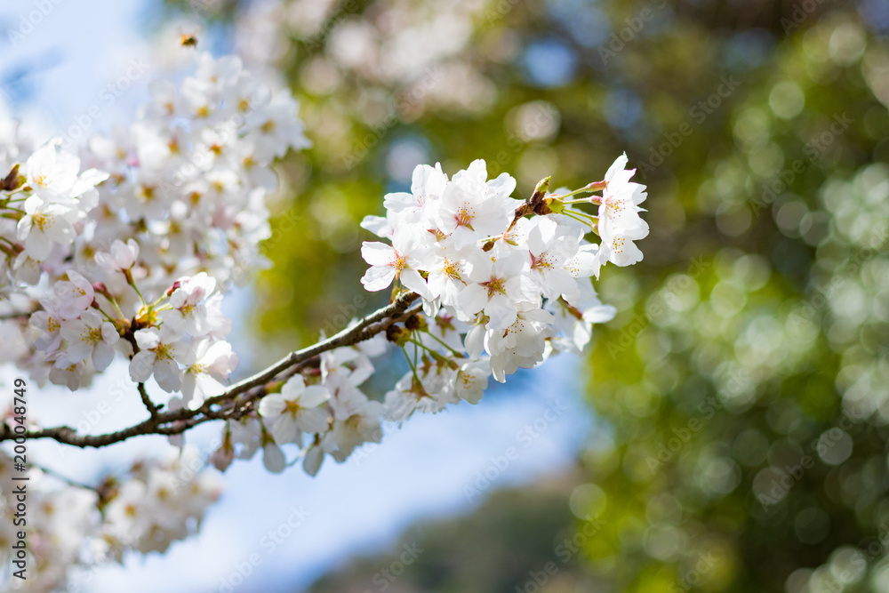 Fototapeta premium 静岡県伊豆市狩野川沿いの桜