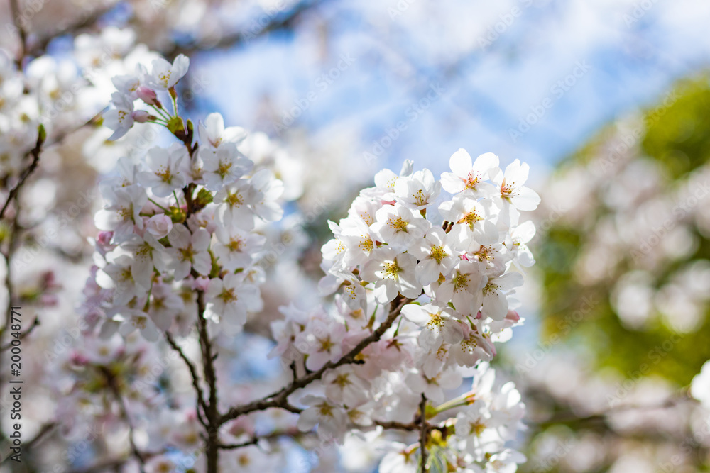 静岡県伊豆市狩野川沿いの桜