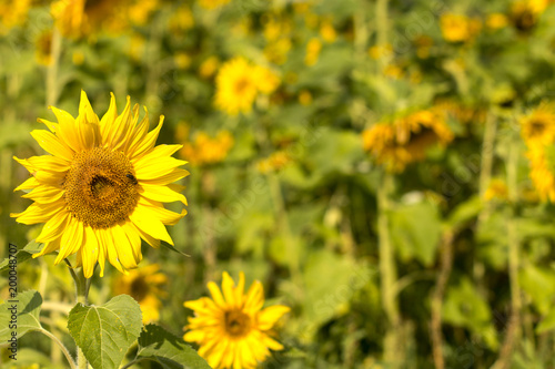 Blooming Sunflowers