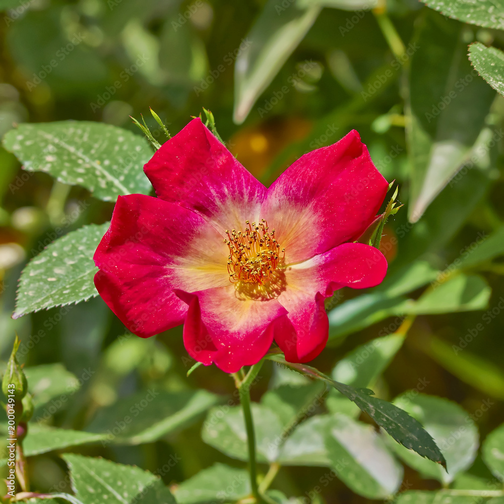 red yellow wild rose closeup in the garden red yellow wild rose closeup in the garden