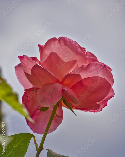pink rose flower closeup in the garden