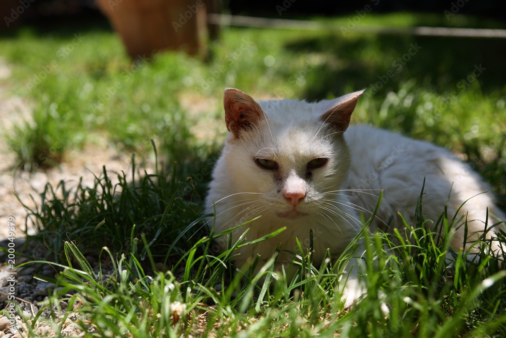 Weiße Katze entspannt im Gras