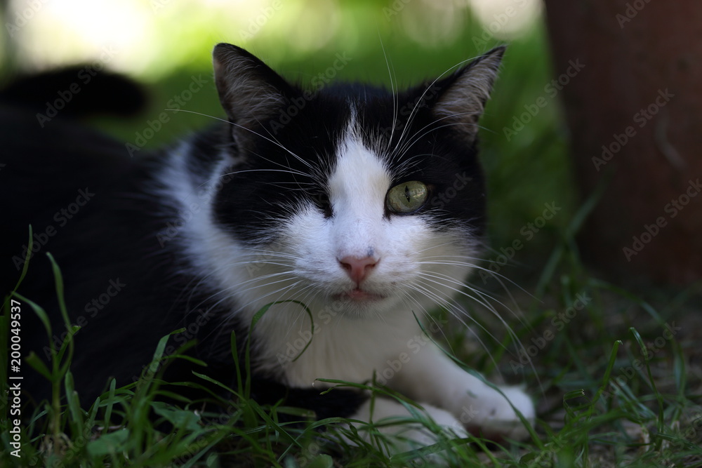 Schöne Katze auch mit nur 1 Auge Schöne Katze auch mit nur 1 Auge