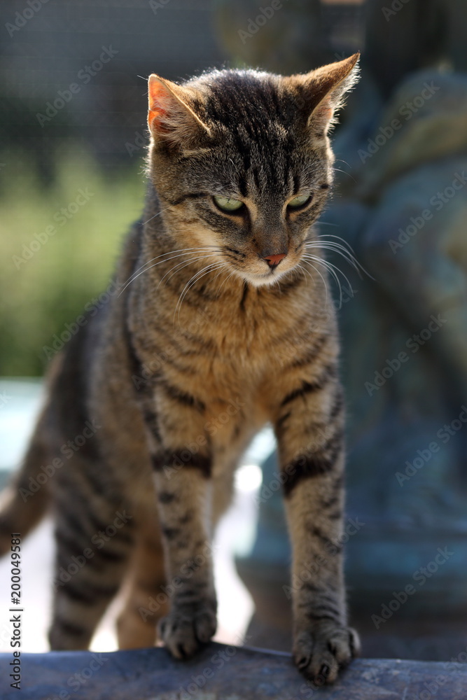 Getigerte Katze erkundet die Umgebung