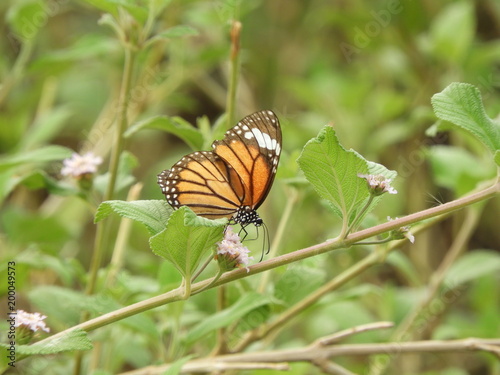 Monarch Butterfly on lantana camara
