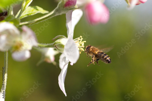 Biene im Anflug auf eine Obstbaumblüte © Christian Löffler