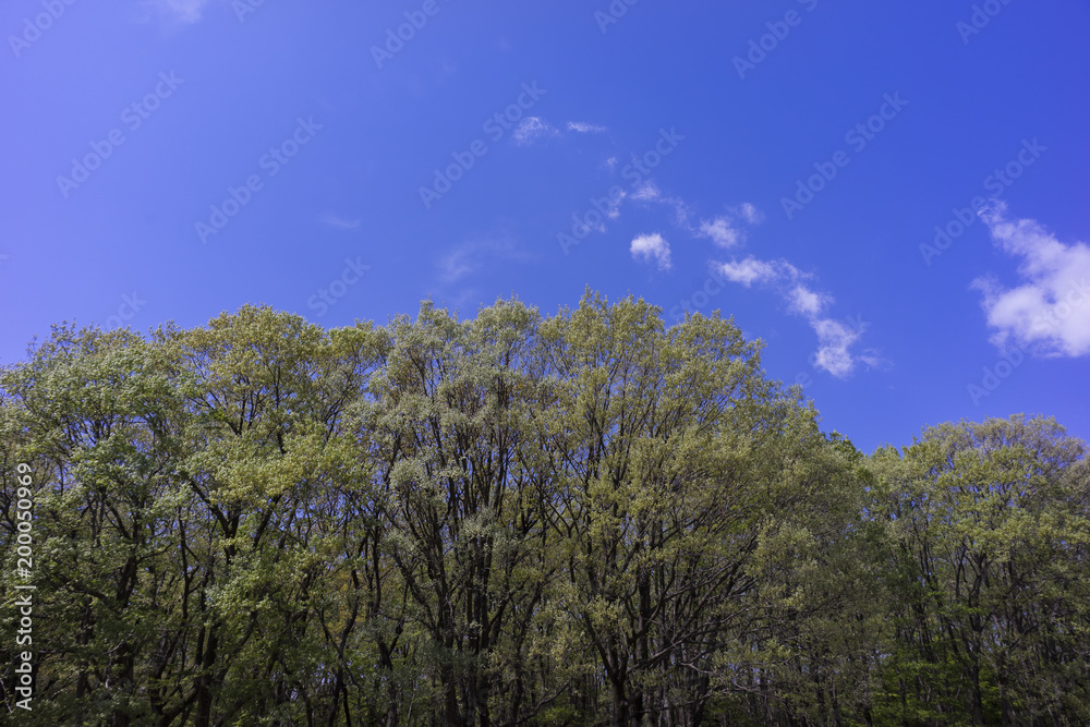 blue sky and new green leaves