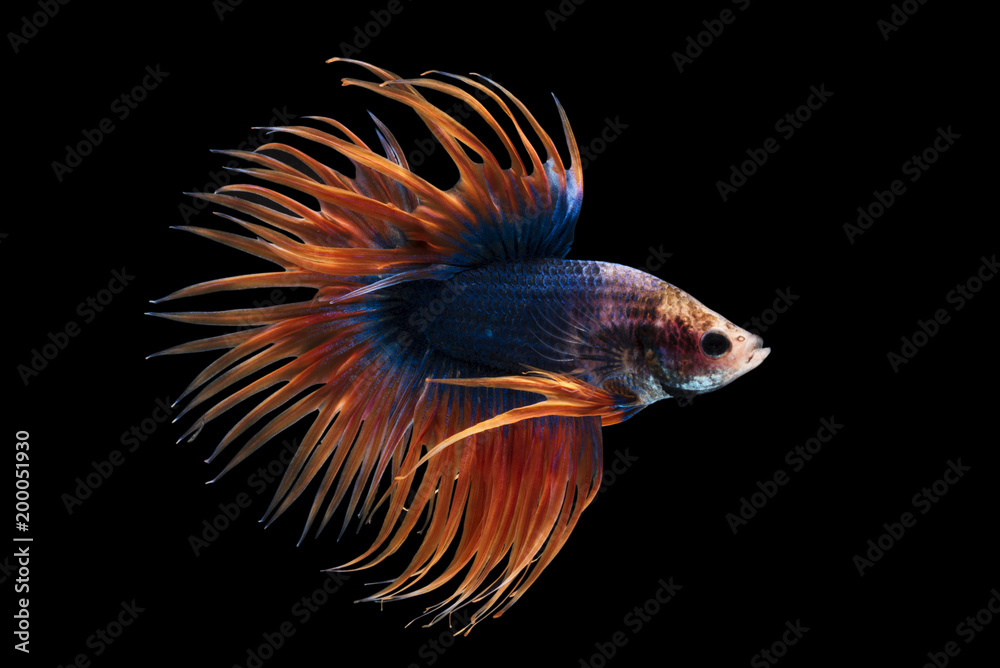 Siamese fighting fish on black background with clipping path