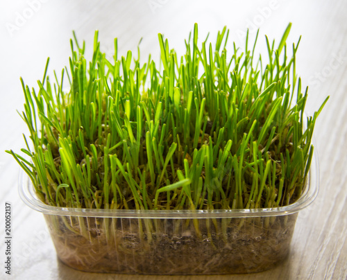 animal feed, fresh green grass in a plastic pot