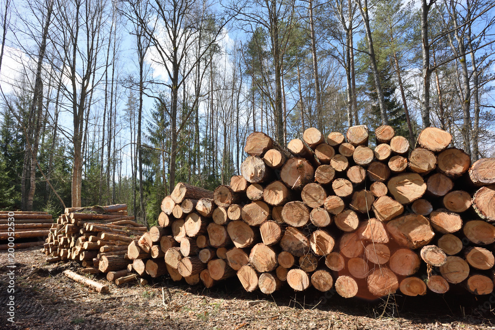 Timber industry. Cut tree trunks in the forest