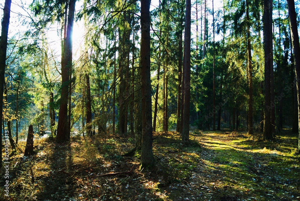Fototapeta premium Wiosenny las podczas dnia