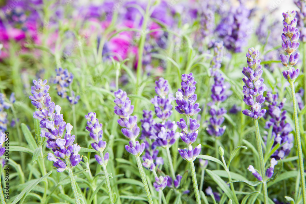 Lavender bushes closeup on evening light. Purple flowers of lavender. Provence region of france. Lavender bushes closeup on evening light. Purple flowers of lavender. Provence region of france.