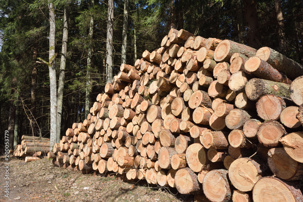 Timber industry. Cut tree trunks in the forest