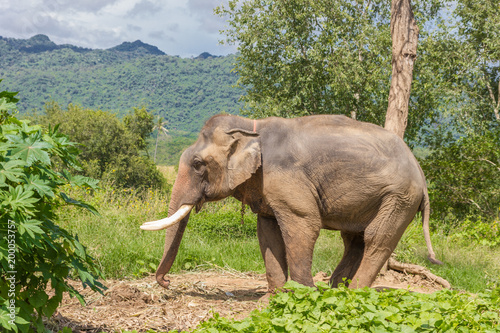 Canvas Print Elephant on Thailand Rainforest