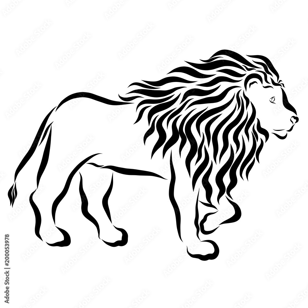 Beautiful young lion with lush mane Beautiful young lion with lush mane